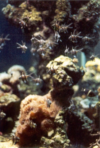 monaco-aquarium2