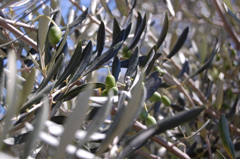 Olives near Saorge